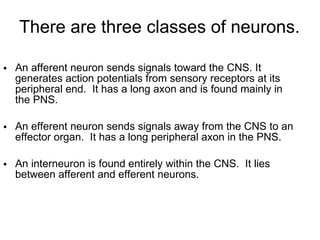 There are three classes of neurons. An afferent neuron sends signals toward the CNS. It generates action potentials from sensory receptors at its peripheral end.  It has a long axon and is found mainly in the PNS. An efferent neuron sends signals away from the CNS to an effector organ.  It has a long peripheral axon in the PNS. An interneuron is found entirely within the CNS.  It lies between afferent and efferent neurons. 