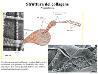 Struttura del collagene
Proteina fibrosa
Il collagene, una proteina fibrosa, è prodotto da diversi tipi
cellulari ma principalmente dai fibroblasti, dalle cellule
muscolari e dalle cellule epiteliali. Si trova nella matrice
extracellulare dei tessuti connettivi.
 