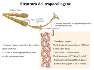 COLLAGEN TRIPLE HELIXCOLLAGEN TRIPLE HELIXStruttura del tropocollagene
- 6% del peso corporeo
-Unità strutturale: tropocollagene (285kDa)
-Forma: simil-treccia
-Tripla elica dx: 3 catene lineari
-Unità funzionale: GLY-X-Y-GLY-X-Y
- ↑ idrossiprolina (legami H tra le catene)
- ↑ idrossilisina (legami H tra le catene)
- Ciascuna catena polipeptidica è avvolta in
senso sinistrorso
- Tra loro le 3 catene polipetidiche sono
avvolte in senso destrorso
Collagene: è costituito da lunghe catene proteiche
(oltre 1400 aminoacidi)
 