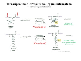 Idrossiprolina e idrossilisina- legami intracatena
Modificazioni post-traduzionali
Vitamina C
Vitamina C
LEGAMI H
INTRACATENA
MODIFICAZIONI
POST-TRADUZIONALI
(glicosilazione)
 