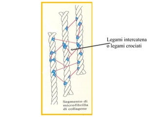 Legami intercatena
o legami crociati
 