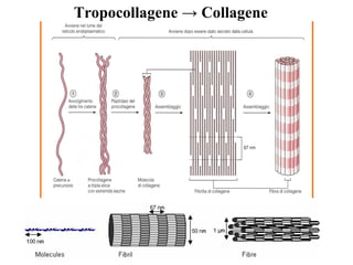 Tropocollagene → Collagene
 