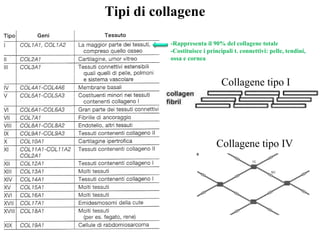 Tipi di collagene
-Rappresenta il 90% del collagene totale
-Costituisce i principali t. connettivi: pelle, tendini,
ossa e cornea
Collagene tipo I
Collagene tipo IV
 