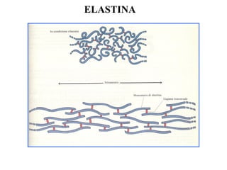 ELASTINA
 