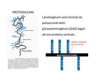 PROTEOGLICANI
I proteoglicani sono formati da
polisaccaridi detti
glicosamminoglicani (GAG) legati
ad una proteina centrale.
ASSE PROTEICO (CORE)
G
A
G
G
A
G
G
A
G
G
A
G
G
A
G
Legame covalente
con una serina
 