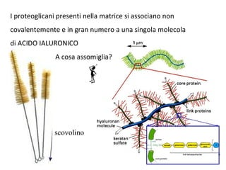 I proteoglicani presenti nella matrice si associano non
covalentemente e in gran numero a una singola molecola
di ACIDO IALURONICO
scovolino
A cosa assomiglia?
 