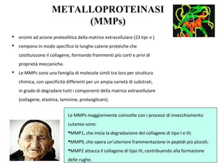 METALLOPROTEINASI
(MMPs)
 enzimi ad azione proteolitica della matrice extracellulare (23 tipi ≠ )
 rompono in modo specifico le lunghe catene proteiche che
costituiscono il collagene, formando frammenti più corti e privi di
proprietà meccaniche.
 Le MMPs sono una famiglia di molecole simili tra loro per struttura
chimica, con specificità differenti per un ampia varietà di substrati,
in grado di degradare tutti i componenti della matrice extracellulare
(collagene, elastina, laminine, proteoglicani).
Le MMPs maggiormente coinvolte con i processi di invecchiamento
cutaneo sono:
MMP1, che inizia la degradazione del collagene di tipo I e III;
MMP9, che opera un'ulteriore frammentazione in peptidi più piccoli;
MMP2 attacca il collagene di tipo IV, contribuendo alla formazione
delle rughe.
 