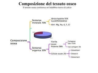 Composizione del tessuto osseo
Il tessuto osseo costituisce un’indubbia riserva di calcio
 