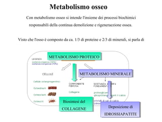 Metabolismo osseo
Con metabolismo osseo si intende l'insieme dei processi biochimici
responsabili della continua demolizione e rigeneraezione ossea.
Visto che l'osso è composto da ca. 1/3 di proteine e 2/3 di minerali, si parla di
METABOLISMO PROTEICO
Biosintesi del
COLLAGENE
METABOLISMO MINERALE
Deposizione di
IDROSSIAPATITE
 