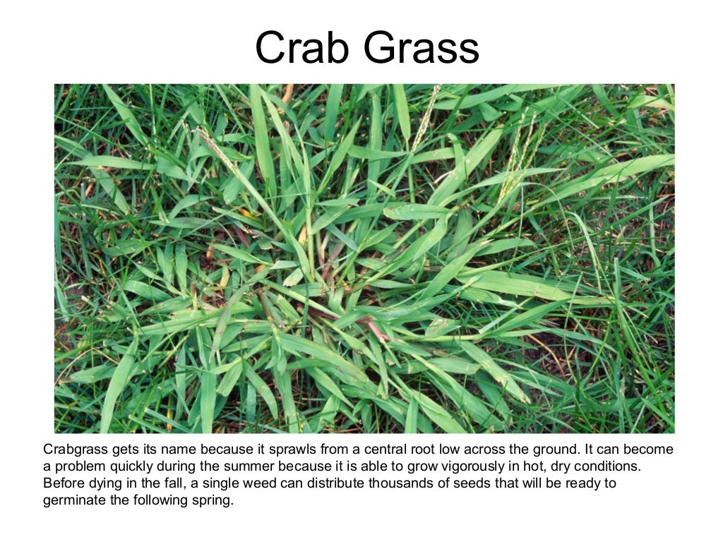 5 Common Grass Weeds in Texas