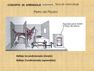 CONCEPTO DE APRENDIZAJE                 Tipos de Aprendizaje


                     Perro de Paulov




      Reflejo Incondicionado (innato)
      Reflejo Condicionado (aprendido)
 