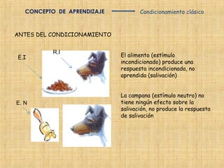 CONCEPTO DE APRENDIZAJE          Condicionamiento clásico



ANTES DEL CONDICIONAMIENTO


           R.I
E.I                          El alimento (estímulo
                             incondicionado) produce una
                             respuesta incondicionada, no
                             aprendida (salivación)


                             La campana (estímulo neutro) no
E. N                         tiene ningún efecto sobre la
                             salivación, no produce la respuesta
                             de salivación
 