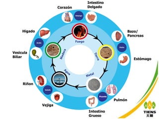 Picante Vesicula  Biliar Higado Riñon Vejiga Pulmón Bazo/ Pancreas Corazón Intestino  Delgado Estómago Intestino Grueso 