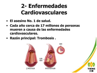 2- Enfermedades Cardiovasculares El  asesino No. 1 de salud.  Cada año cerca de 17 millones de personas mueren a causa de las enfermedades cardiovasculares. Razón principal: Trombosis  . 