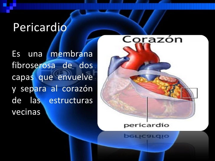 Como Se Llama La Membrana Que Envuelve El Corazon www.slideshare.net