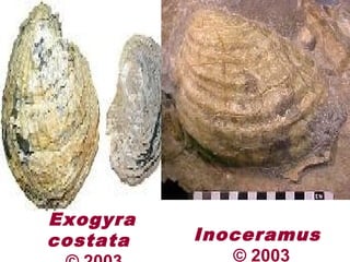 Exogyra
costata Inoceramus
© 2003
 