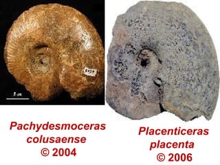 Pachydesmoceras
colusaense
© 2004
Placenticeras
placenta
© 2006
 