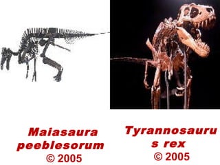 Maiasaura
peeblesorum
© 2005
Tyrannosauru
s rex
© 2005
 
