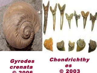 Gyrodes
crenata
Chondrichthy
es
© 2003
 