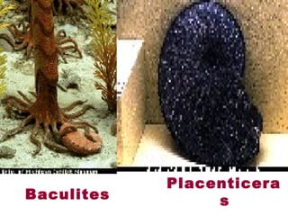 Baculites 
Placenticera
s
 