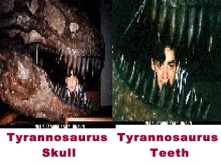  Tyrannosaurus
Skull
 Tyrannosaurus
Teeth
 