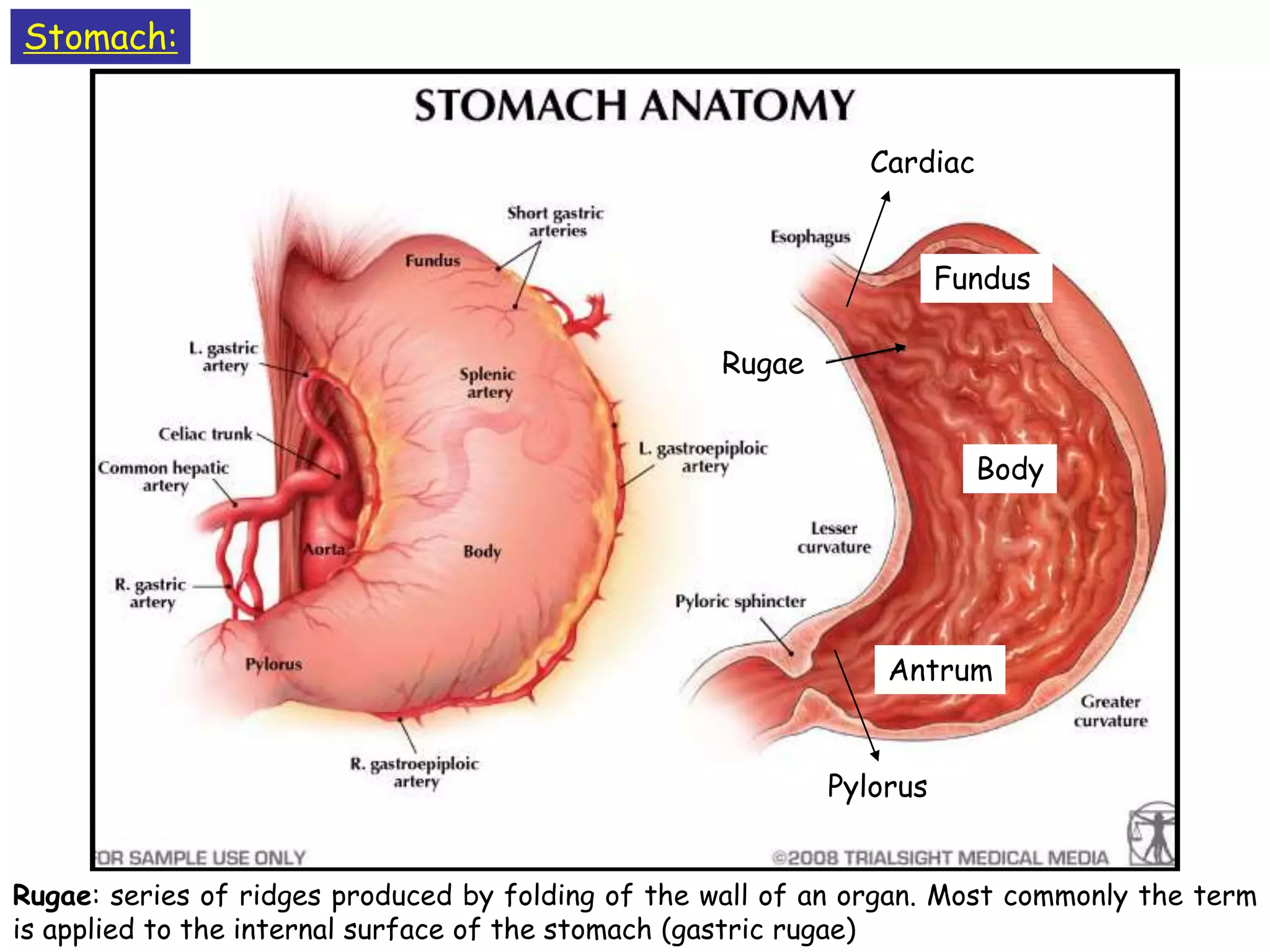 Stomach:
Fundus
Pylorus
Rugae
Cardiac
Rugae: series of ridges produced by folding of the wall of an organ. Most commonly the term
is applied to the internal surface of the stomach (gastric rugae)
Antrum
Body
 