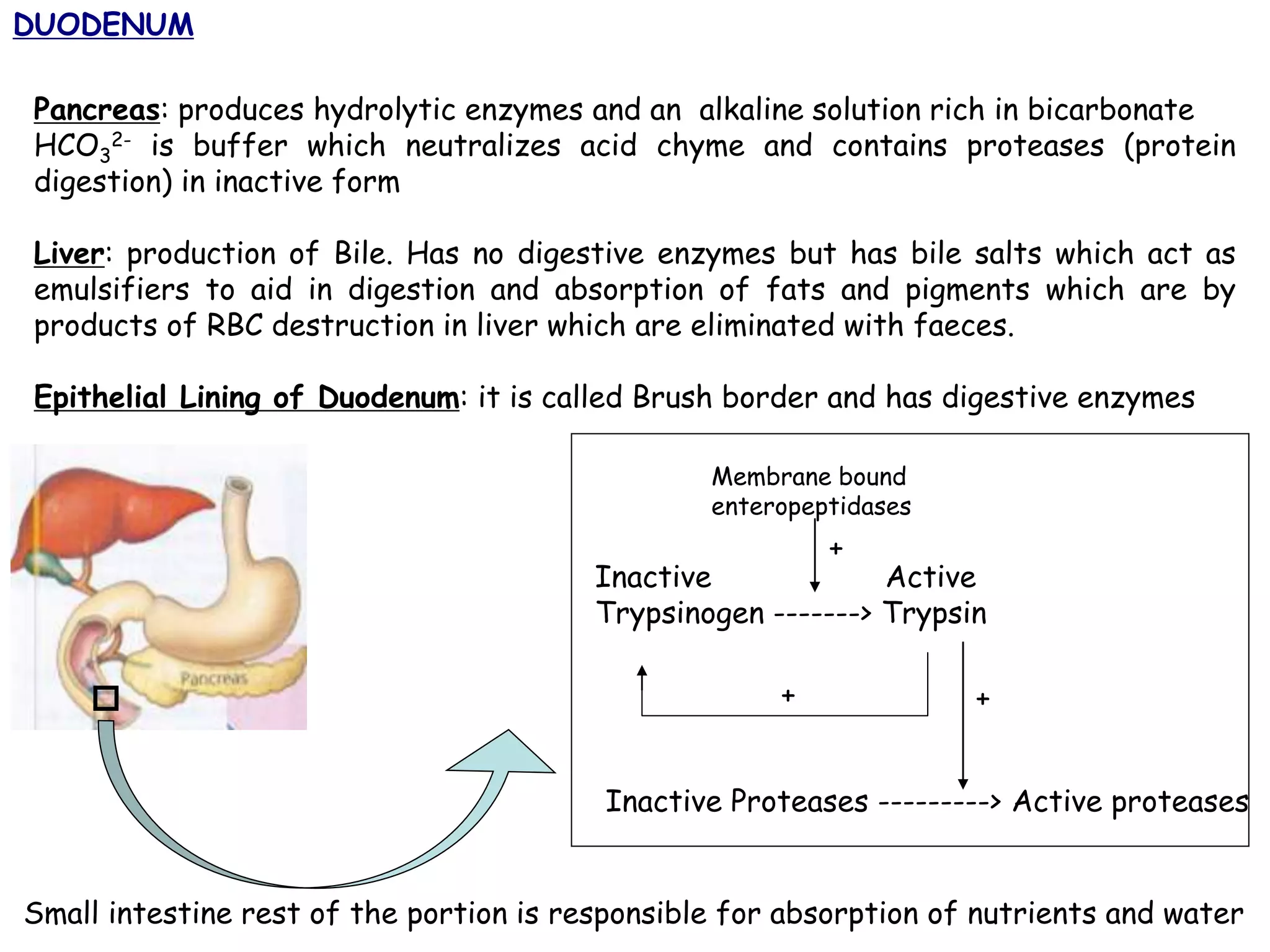 DUODENUM
Pancreas: produces hydrolytic enzymes and an alkaline solution rich in bicarbonate
HCO3
2- is buffer which neutralizes acid chyme and contains proteases (protein
digestion) in inactive form
Liver: production of Bile. Has no digestive enzymes but has bile salts which act as
emulsifiers to aid in digestion and absorption of fats and pigments which are by
products of RBC destruction in liver which are eliminated with faeces.
Epithelial Lining of Duodenum: it is called Brush border and has digestive enzymes
Inactive Active
Trypsinogen -------> Trypsin
+
Inactive Proteases ---------> Active proteases
+
Membrane bound
enteropeptidases
+
Small intestine rest of the portion is responsible for absorption of nutrients and water
 