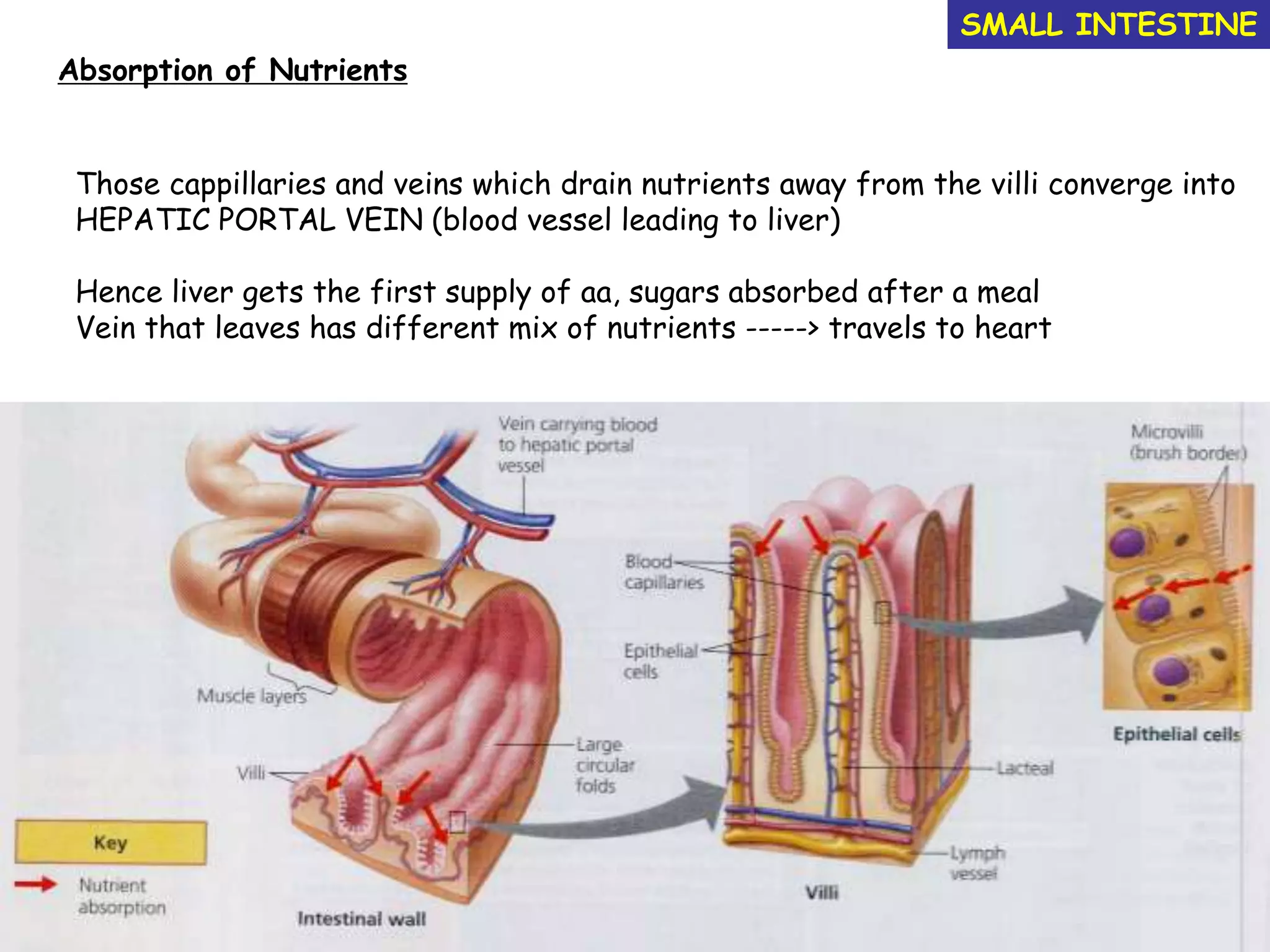 Absorption of Nutrients
SMALL INTESTINE
Those cappillaries and veins which drain nutrients away from the villi converge into
HEPATIC PORTAL VEIN (blood vessel leading to liver)
Hence liver gets the first supply of aa, sugars absorbed after a meal
Vein that leaves has different mix of nutrients -----> travels to heart
 