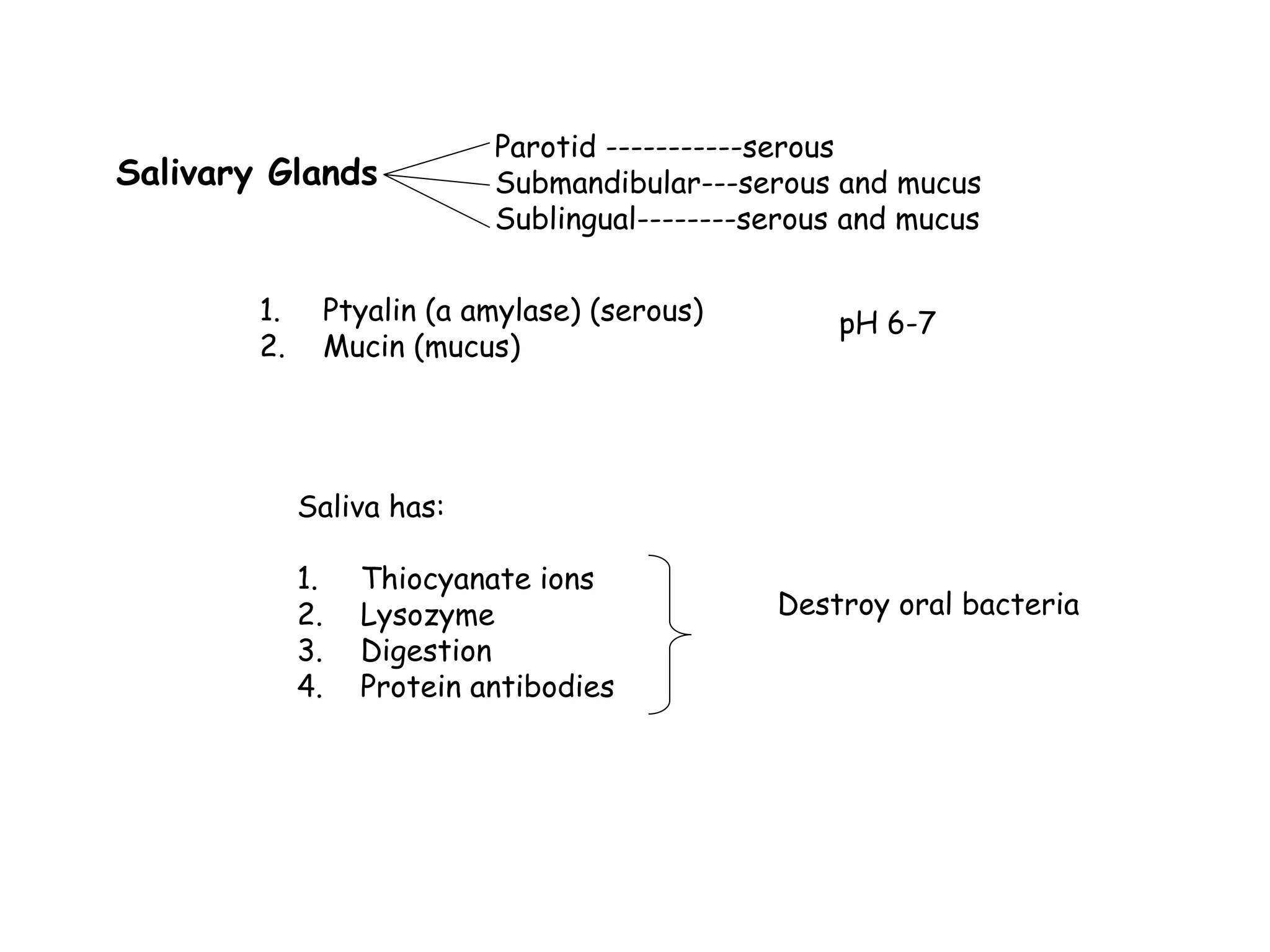 Salivary Glands
Parotid -----------serous
Submandibular---serous and mucus
Sublingual--------serous and mucus
1. Ptyalin (a amylase) (serous)
2. Mucin (mucus)
pH 6-7
Saliva has:
1. Thiocyanate ions
2. Lysozyme
3. Digestion
4. Protein antibodies
Destroy oral bacteria
 