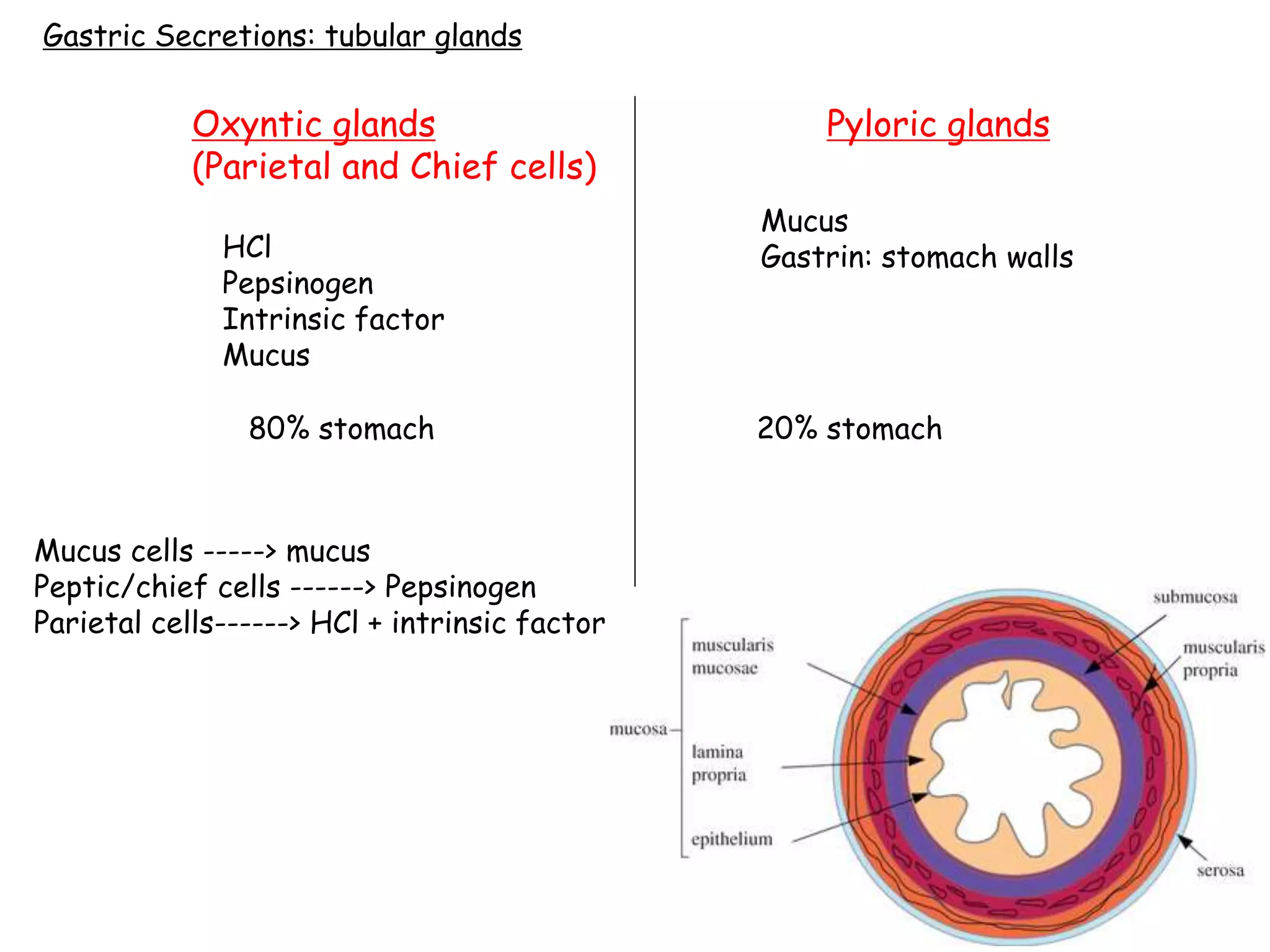 Gastric Secretions: tubular glands
Oxyntic glands Pyloric glands
(Parietal and Chief cells)
HCl
Pepsinogen
Intrinsic factor
Mucus
Mucus
Gastrin: stomach walls
80% stomach 20% stomach
Mucus cells -----> mucus
Peptic/chief cells ------> Pepsinogen
Parietal cells------> HCl + intrinsic factor
 