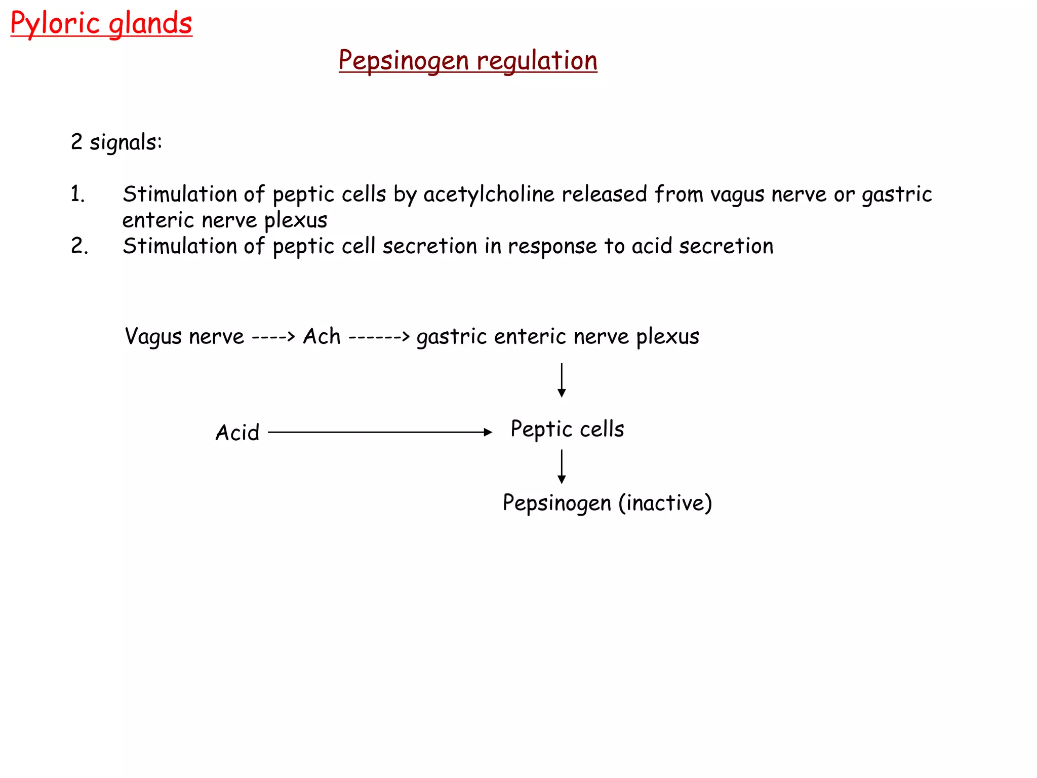 Pyloric glands
Pepsinogen regulation
2 signals:
1. Stimulation of peptic cells by acetylcholine released from vagus nerve or gastric
enteric nerve plexus
2. Stimulation of peptic cell secretion in response to acid secretion
Vagus nerve ----> Ach ------> gastric enteric nerve plexus
Peptic cells
Acid
Pepsinogen (inactive)
 