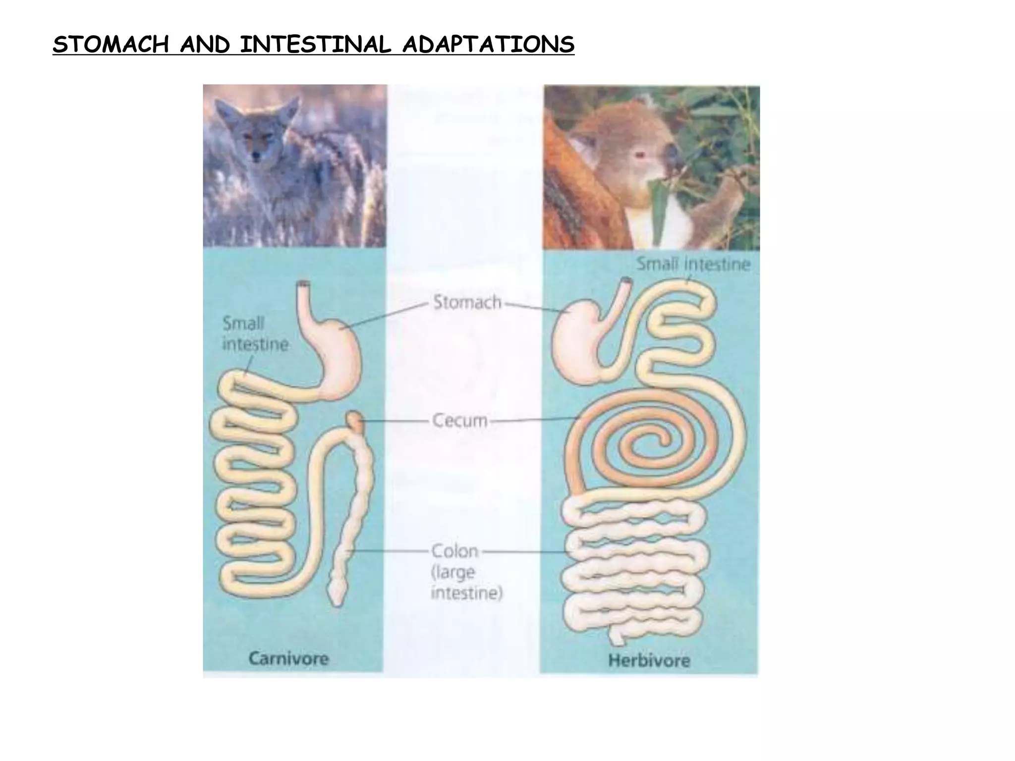 STOMACH AND INTESTINAL ADAPTATIONS
 