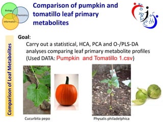 Biology

Chemistry

Comparison of Leaf Metabolites

Informatics

Comparison of pumpkin and
tomatillo leaf primary
metabolites

Goal:
Carry out a statistical, HCA, PCA and O-/PLS-DA
analyses comparing leaf primary metabolite profiles
(Used DATA: Pumpkin and Tomatillo 1.csv)

Cucurbita pepo

Physalis philadelphica

 