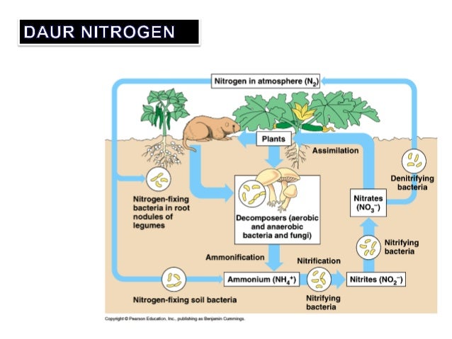 5 daur biogeokimia