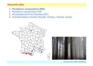 Dispositifs ciblés 
1. Plantations comparatives INRA 
2. Plantations comparatives ONF 
3. 40 placettes dans les Pyrénées (IDF) 
4. Transplantations croisées (Dryade: Ventoux, Vésubie, Issole) 
Hendrik Davi RMT AFORCE 
 