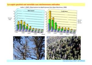Le sapin pectiné est sensible aux sécheresses estivales 
Ladier J. (ONF), Observatoire du dépérissement des Alpes Maritimes, 2008 
Hendrik Davi RMT AFORCE 
 