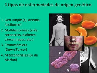 4 tipos de enfermedades de origen genético  <ul><li>1. Gen simple (ej. anemia falciforme) </li></ul><ul><li>2. Multifactor...