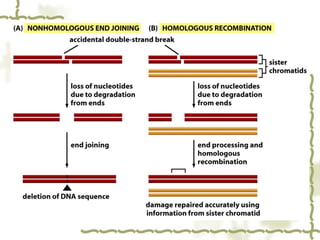 Comprehensive Overview of DNA Repair Mechanisms and Their Biological ...