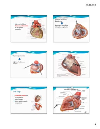 06.11.2014 
4 
 Sağ ventrikül kanı 
Truncus pulmonalis 
ile akciğerlere 
pompalar 
 Pulmoner kapaktaki 
yarım ay şeklindeki 
kapakcıklar 
Kanın geri ventriküle 
dönüşünü engellerler 
 Truncus pulmonalis 
Sağ ve sol pulmoner 
arterler 
Sol kalp 
 Pulmoner venler sol 
atriuma açılır 
 Mitral kapak + 
 Aorta ile kan vücuda 
pompalanır 
 