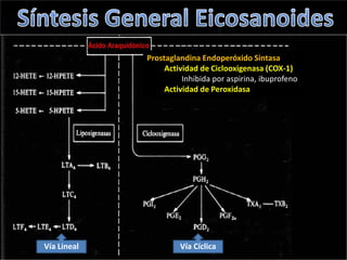 Vía Lineal Vía Cíclica
Prostaglandina Endoperóxido Sintasa
Actividad de Ciclooxigenasa (COX-1)
Inhibida por aspirina, ibuprofeno
Actividad de Peroxidasa
 