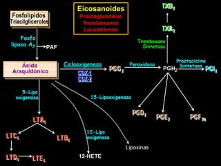Eicosanoides
Prostaglandinas
Tromboxanos
Leucotrienos
 