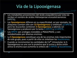 Vía de la Lipooxigenasa
• Los metabolitos provenientes del ácido araquidónico por esta vía
reciben el nombre de ácidos Hidroxiperoxi eicosatetraenoicos
(HPETE).
• Las lipooxigenasas difieren en su especificidad; así por ejemplo, las
plaquetas cuentan sólo con 12-lipooxigenasa y sintetizan 12-HPETE;
pero los leucocitos contienen 5-lipooxigenasa y además 12-
lipooxigenasa y producen por lo tanto 5-HPETE y 12-HPETE.
• Los HPETE son análogos inestables a PGG2/PGH2, y son
metabolizados por diversas enzimas.
• La 5-lipooxigenasa constituye una de las enzimas más importantes
de este grupo, pues a partir de ellas se sintetizan los leucotrienos.
• Cuando se incrementan las cantidades de Ca2+ intracelular, la 5-
lipooxigenasa se une con la proteína que la activa y dicha unión
activa la enzima que aumenta la síntesis de 5-HPETE y leucotrienos.
 