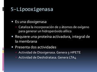 5-Lipooxigenasa
 Es una dioxigenasa
 Cataliza la incorporación de 2 átomos de oxígeno
para generar un hidroperóxido alílico
 Requiere una proteína activadora, integral de
la membrana
 Presenta dos actividades
 Actividad de Dioxigenasa. Genera 5-HPETE
 Actividad de Deshidratasa. Genera LTA4
 