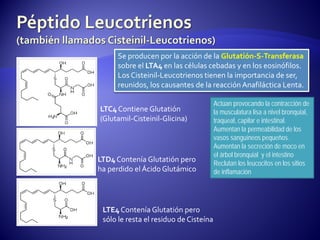 LTC4 Contiene Glutatión
(Glutamil-Cisteinil-Glicina)
LTD4 Contenía Glutatión pero
ha perdido el Ácido Glutámico
LTE4 Contenía Glutatión pero
sólo le resta el residuo de Cisteína
Se producen por la acción de la Glutatión-S-Transferasa
sobre el LTA4 en las células cebadas y en los eosinófilos.
Los Cisteinil-Leucotrienos tienen la importancia de ser,
reunidos, los causantes de la reacción Anafiláctica Lenta.
Actúan provocando la contracción de
la musculatura lisa a nivel bronquial,
traqueal, capilar e intestinal.
Aumentan la permeabilidad de los
vasos sanguíneos pequeños.
Aumentan la secreción de moco en
el árbol bronquial y el intestino
Reclutan los leucocitos en los sitios
de inflamación
 