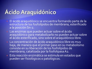  El ácido araquidónico se encuentra formando parte de la
estructura de los fosfolípidos de membrana, esterificado
a la posición Sn-2.
 Las enzimas que pueden actuar sobre el ácido
araquidónico para metabolizarlo no pueden actuar sobre
el ácido esterificado, sino sobre el araquidónico libre.
 La concentración de ácido araquidónico libre es muy
baja, de manera que el primer paso en su metabolismo
consiste en su liberación de los fosfolípidos de
membrana, catalizada por la fosfolipasaA2.
 Esta reacción enzimática se estimula en estados que
pueden ser fisiológicos o patológicos.
 