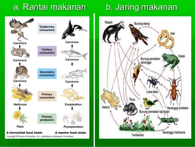Contoh Soal Ekosistem Rantai Makanan - Frog Slinger