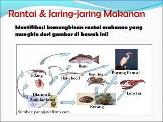 Rantai & Jaring-jaring Makanan
Identifikasi kemungkinan rantai makanan yang
mungkin dari gambar di bawah ini!
BurungPantai
Lobster
Kepiting
Diatom&
Kerang
Zooplankton
Ikankecil
Ikan
Udang
Sumber: pantai.netfirms.com
 