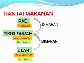 RANTAI MAKANAN
PADI
TIKUS SAWAH
ULAR
DIMAKAN
DIMAKAN
Produsen
Konsumen I
Konsumen II
Herbivora
Karnivora
 