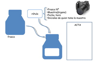 rótulo frasco Frasco Nº Muestra(órgano) Fecha, hora Iniciales de quien toma la muestra ACTA 