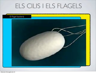 ELS CILIS I ELS FLAGELS
                El ﬂagel bacterià




dimecres 23 de gener de 13
 